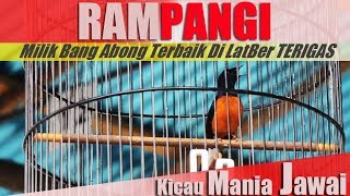 Membidik Aksi Murai Borneo RAMPANGI Milik Bang Abong Murai Terbaik Di LatBer TERIGAS