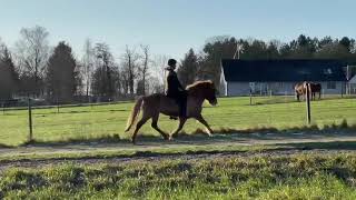 Champignon tölt. Icelandic horse shows tölt, trot, canter, pace and walk