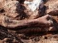 Scientists discover giant dinosaur fossils in Argentina