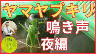 【ヤマヤブキリ】鳴く様子を撮影した動画