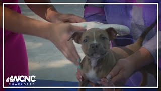 The importance of microchipping pets