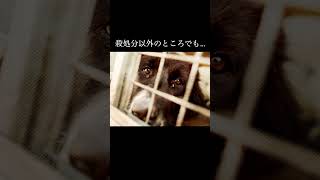 100万超の犬猫の殺処分問題だった日本…