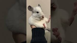 手に腰かけるチンチラ　#chinchilla  #パイド　#小動物　#animaltricks  #pretty  #カワイイ  #おもしろ動画  #ペット