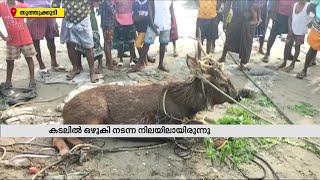 കടലിൽ ഒഴുകി നടന്ന  മ്ലാവിനെ മത്സ്യത്തൊഴിലാളികൾ രക്ഷിച്ചു | Mathrubhumi News