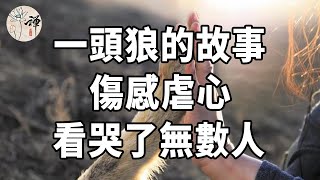 佛禪：眾生平等，愛即自由，11年前她賣房救狼，11年後人狼再次重逢……中國第一狼女李微漪的故事，看哭了無數人