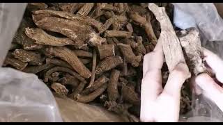 Indian costus root, costus slice, costus powder. Buy herbs contact