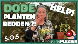 DODE planten weer laten LEVEN?! 💀😱 ZO MOET DAT! | Tuinplezier 🪴