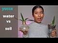 Yucca water or soil propagation ? What is best for Yucca plant | Yucca results from propagation