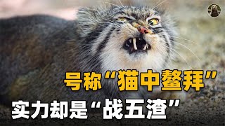 野生兔狲和橘猫干仗，兔狲竟然输了？战斗力这么低能在野外立足？