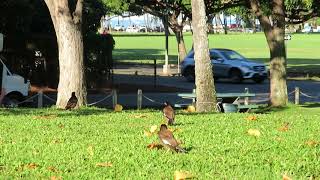 Common myna Honolulu Hawaiiインドハッカ　カピオラニ公園 ホノルル　ハワイ