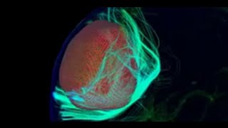 FiberNavigator tutorial: Mesh display