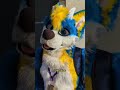 WHY BLUE DOG?! #fursuiters #midwestfurfest #mff2022