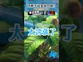 他很嬌小但很強大！魚缸除藻螺推薦 small but strong best algae eater cute aquarium snail shorts