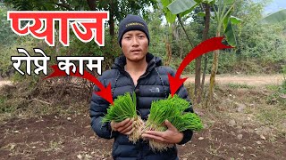 प्याज रोप्ने काम || @AshokGhartii #viralvideo #ashokghartii #dailyvlog