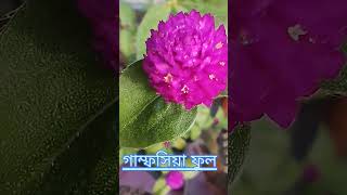 10 টি বিভিন্ন ধরনের সেরা ফুল