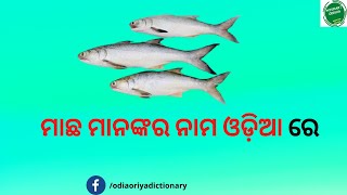 Different #Fish Names in Odisha || English Fish Name in Odia || ମାଛ ମାନଙ୍କର ନାମ ଓଡ଼ିଆ ରେ - Fish Name