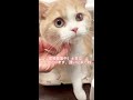 里親募集中子猫ちゃん🐱アゴはネコ