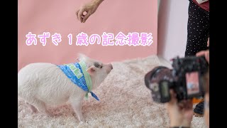 あずき1歳の記念撮影＆お誕生日ケーキ