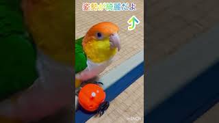 シロハラインコ華ちゃん🐥（楽しい日曜日…🤧🥶🐓🎤🏀💨🎃👣👵🍊👩‍🦰🍌💕）