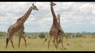 giraffe mating | giraffes try mating _ animals mating season | #giraffevideo#giraffey #giraffefamily