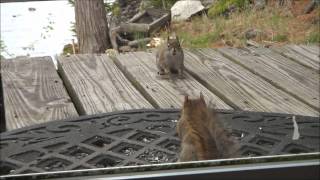 Squirrel Fight May 11 2012