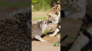 Giant Hedgehog Bravely Faces Tigers in Epic Showdown! #shortvideo #shorts #funny #funnyvideo