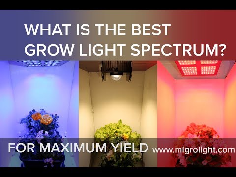 What is the best grow light spectrum? What is the best grow light spectrum?