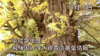 平成27年飛騨国分寺大銀杏の黄葉情報　11月11日