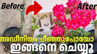 അഡീനിയം ചീഞ്ഞുപോയോ ഇങ്ങനെ ചെയ്യൂ / adenium plant care /repotting / fertilizer