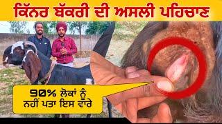 90% ਲੋਕਾਂ ਨੂੰ ਨਹੀਂ ਪਤਾ ਕਿੱਨਰ ਬੱਕਰੀ ਦੀ ਅਸਲੀ ਪਹਿਚਾਣ | kinner goat | #goats #goatfarming