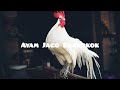 SUARA AYAM JAGO BERKOKOK DI PAGI HARI - EFEK SUARA - THE SOUND OF THE ROCK CROWN IN THE MORNING