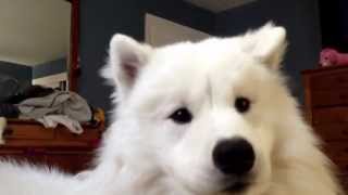 Talking samoyed Kiba