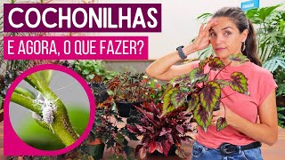 INFESTAÇÃO de COCHONILHAS  - COMO SALVAR suas PLANTAS