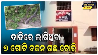 ବାଡ଼ିରେ ଲାଗିଥିବା ସାତ ଗୋଟି ଚନ୍ଦନ ଗଛ ଚୋରି || MO KHABAR LIVE