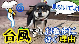 柴犬は台風でもお散歩に行かないと行けないんです。【豆柴】Shiba ibara dogs going for a walk in a typhoon