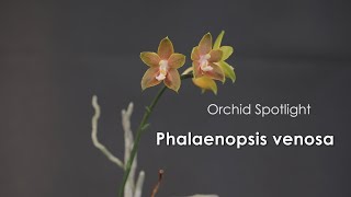 Phalaenopsis venosa // Orchid Spotlight