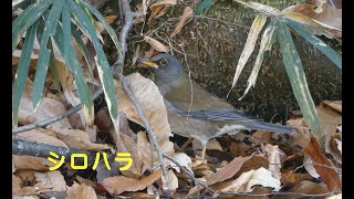 [4K]シロハラ／ＨＴ公園