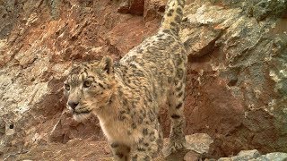 Protectors of the Plateau II: Protecting Qinghai’s Snow Leopards with help of their droppings