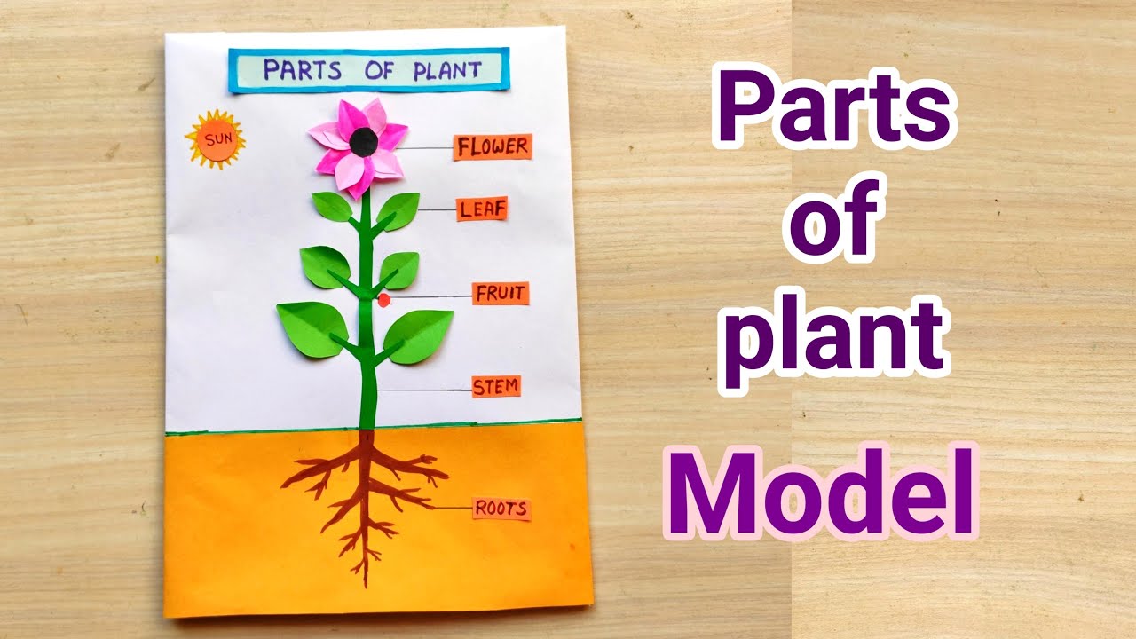 Parts Of Plant Model For School Project Parts Of Plant Model Making