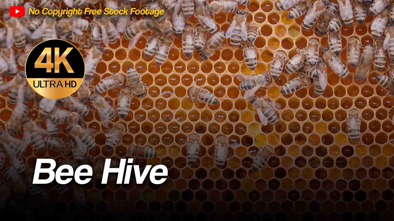 Bees Hive Bee Colony Beehive 4k Stock Footage Youtube