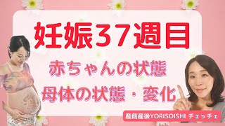 【妊娠３７週】赤ちゃんの状態、母体の状態・変化（シングルマザーだけど妊娠中　産前産後YORISOISHIチェッチェ）