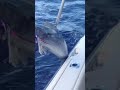 giant wahoo caught in north carolina offshore