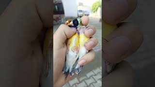 Gouldian finch singing 🐦😍❤️🕊️ #shorts #shortsviral #gouldianfinch #finch #parrot