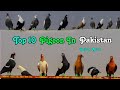 Top 10 Pigeon In Pakistan 🇵🇰 || 2024 ||