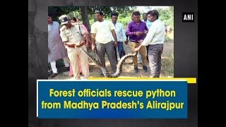 Forest officials rescue python from Madhya Pradesh’s Alirajpur - #ANI News