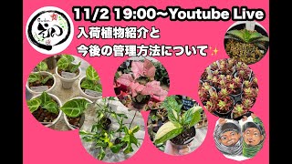 【観葉植物・多肉植物】11/2 入荷植物紹介\u0026今後の管理方法について！　Gardenえん大阪