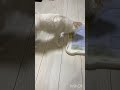 枠内を伝うおしっこ ギリギリ成功！犬のしっぽちゃん