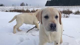 Sparko and Sammy OKEANAS. Labradoro Retriveriai veislynas #labrador