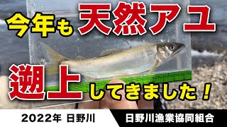 今年も天然アユが遡上して来た！〜2022年日野川〜