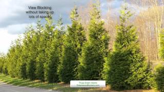 Planting Thuja Green Giant Hedge